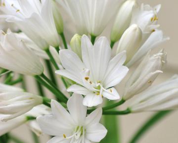 Agapanthus 'Double Diamond' PBR