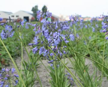 Agapanthus 'Donau'