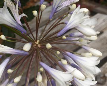 Agapanthus 'Enigma'
