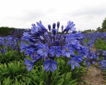 Agapanthus 'Intermedia'