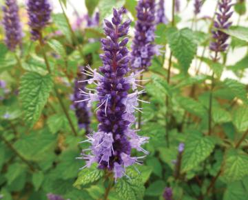 Agastache rugosa 'Little Adder'