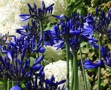 Agapanthus 'Navy Blue' ('Midnight Star')