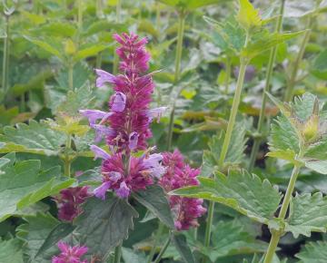 Agastache pallida 'Globetrotter'