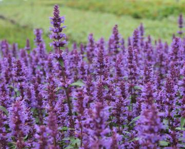 Agastache  'Purple Haze'