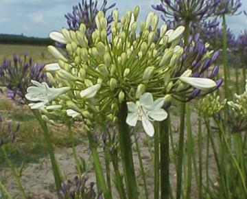 Agapanthus 'Polar Ice'