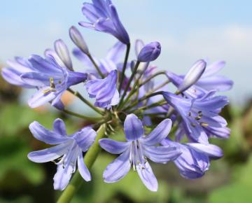 Agapanthus 'Peter Pan'