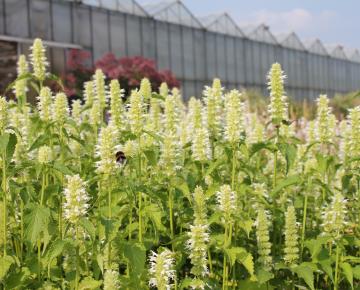 Agastache rugosa 'Alabaster'