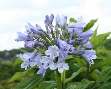 Agapanthus 'Silberpfeil'
