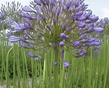 Agapanthus 'Wolga'