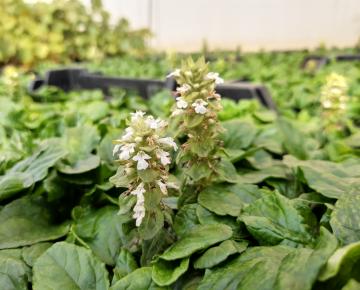 Ajuga reptans 'Alba'