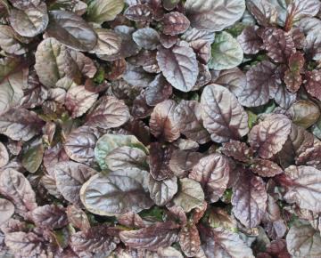 Ajuga reptans 'Atropurpurea'