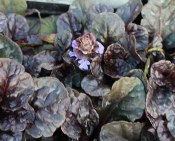 Ajuga reptans 'Black Scallop' ®