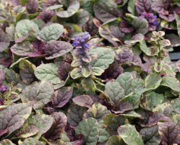 Ajuga reptans 'Burgundy Glow'