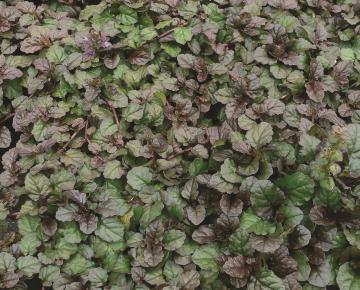 Ajuga reptans 'Braunherz'