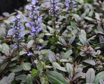 Ajuga reptans 'Chocolate Chips'