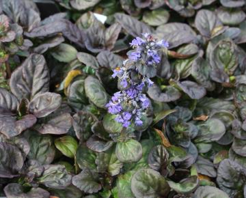 Ajuga reptans 'Catlin's Giant'