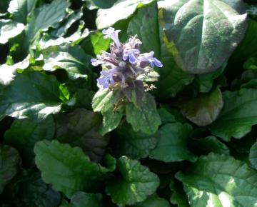 Ajuga reptans