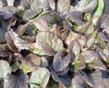 Ajuga reptans 'Purple Torch'