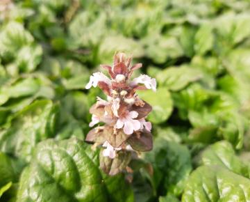 Ajuga reptans 'Rosea'