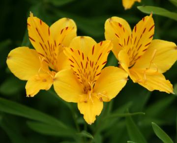 Alstroemeria aurantiaca 'Lutea'