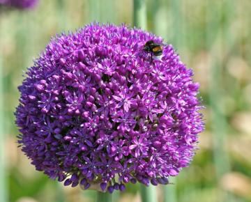 Allium 'Ambassador' 1l.