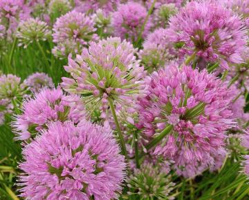Allium senescens 'Avatar' ®
