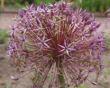 Allium christophii (albopilosum) 