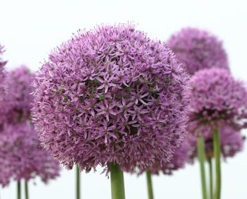 Allium  'Gladiator' 1l.