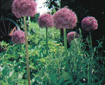 Allium  'Globemaster' 1l.