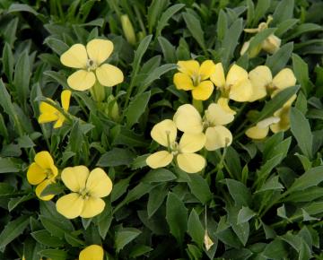 Alyssum montanum 'Berggold'