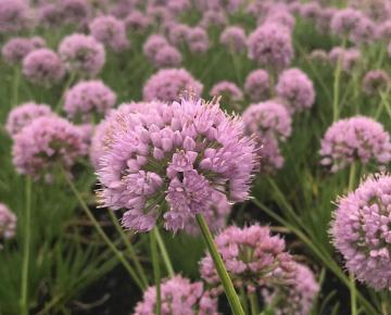 Allium nutans 'In Orbit'