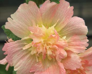 Alcea rosea 'Charter's Double Apricot'