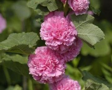Alcea rosea 'Charter's Double Pink'