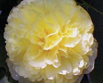 Alcea rosea 'Charter's Double Yellow'