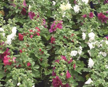 Alcea rosea 'Charter's Double Mix'