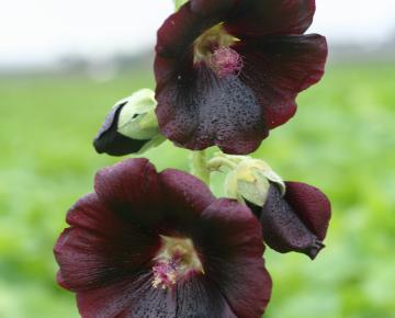 Alcea rosea 'Nigra'