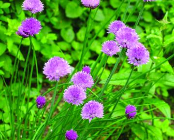 Allium schoenoprasum