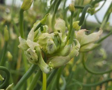 Allium scorodoprasum