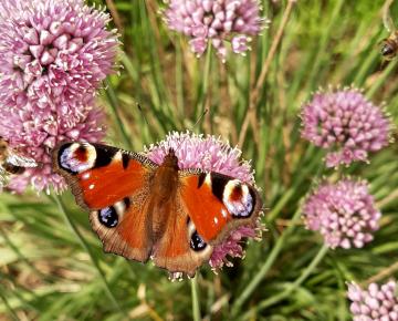 Allium senescens 'Summer Beauty'