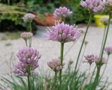 Allium senescens ssp. montanum