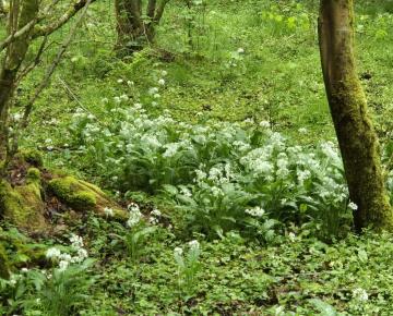 Allium ursinum