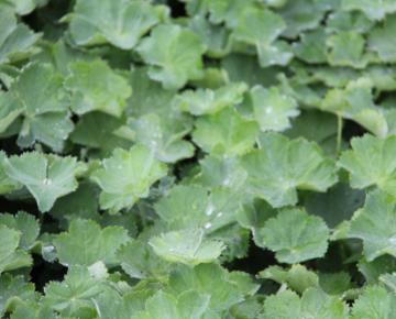 Alchemilla vulgaris