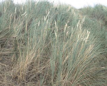 Ammophylla arenaria