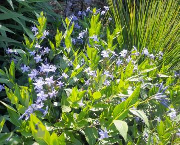 Amsonia  'Blue Ice'