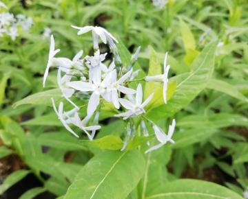 Amsonia illustris