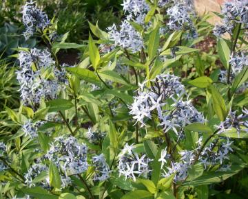 Amsonia tabernaemontana