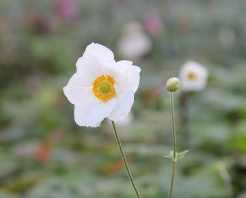 Anemone hybride (x) 'Andrea Atkinson'