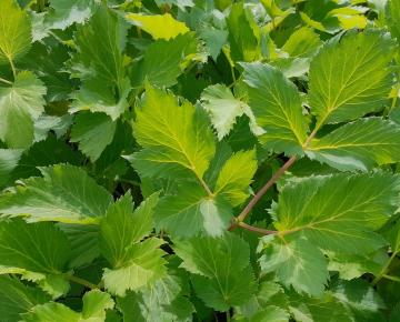 Angelica archangelica