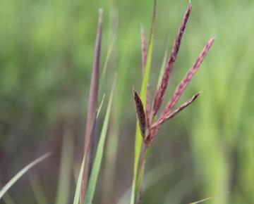 Andropogon gerardii 'Blackhawks' PBR