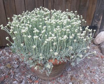 Antennaria dioica 'Alba'
